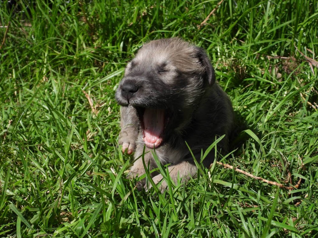 Narira Wolfhounds | 9914 Princes Hwy, Cobargo NSW 2550, Australia | Phone: 0449 902 999