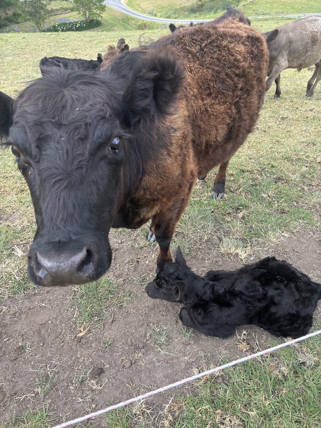 Young Macdonald’s Farm | 121 Flannery Ln, Tapitallee NSW 2540, Australia | Phone: 0412 022 014