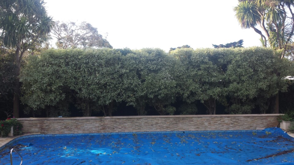 Trim Up Tree Service Pty Ltd | Mornington, VIC 3931, Australia | Phone: 0415 601 477