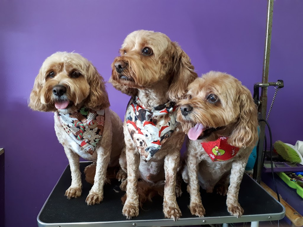 Posh Pets Grooming | 7 Flack Cl, Edensor Park NSW 2176, Australia | Phone: 0425 219 757