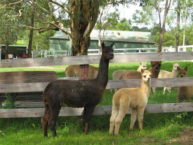 Warralinga Alpaca Stud |  | 364 Spinks Rd, Glossodia NSW 2756, Australia | 0245765048 OR +61 2 4576 5048