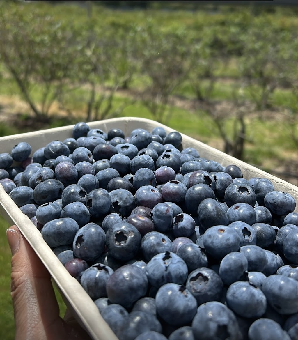 Cedarwood Blueberries | 371 Nierinna Rd, Margate TAS 7054, Australia | Phone: 0488 013 293
