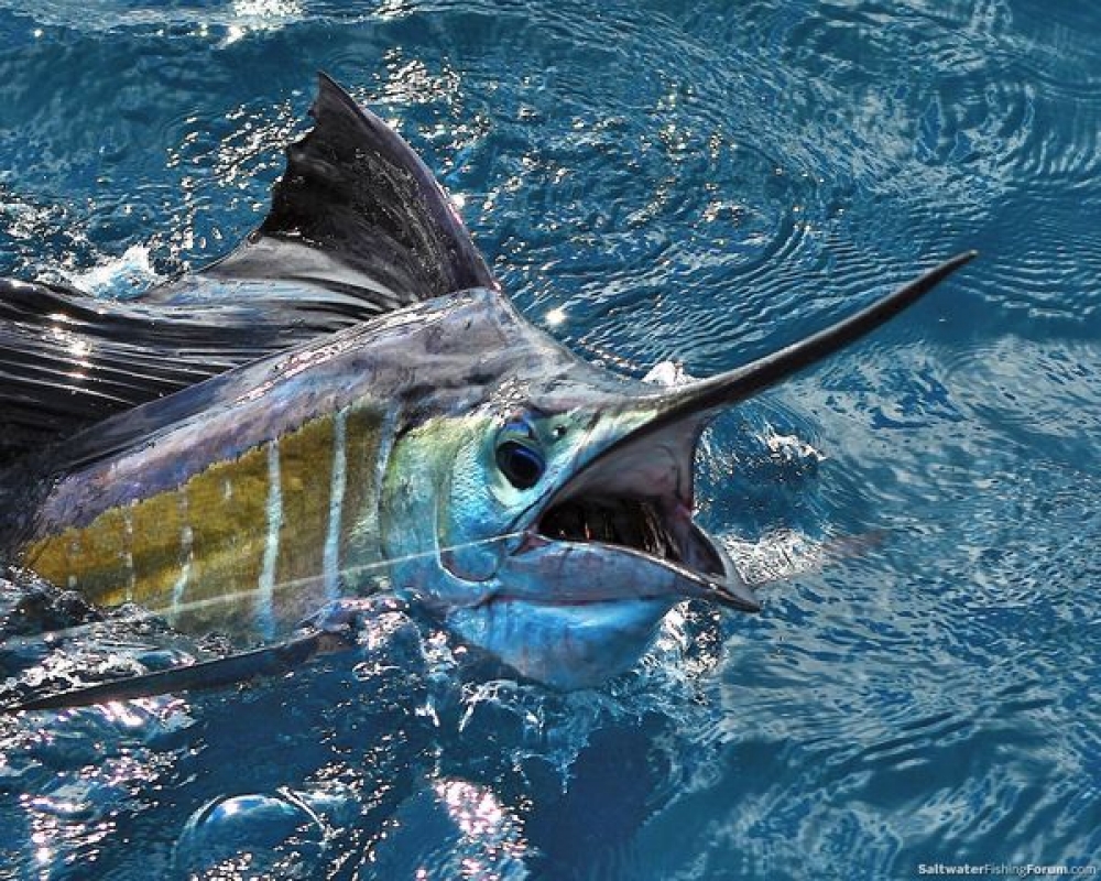 Deep Sea Fishing Charters Gold Coast | 3 Muriel Henchman Dr, Main Beach QLD 4217, Australia | Phone: (07) 5564 1037