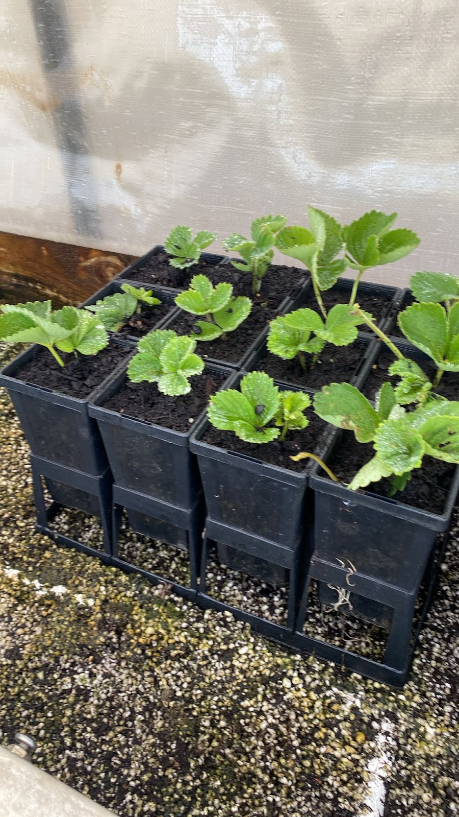 OrKID Mix | 295 Woodleigh-st Helier Rd, The Gurdies VIC 3984, Australia | Phone: 0449 992 236