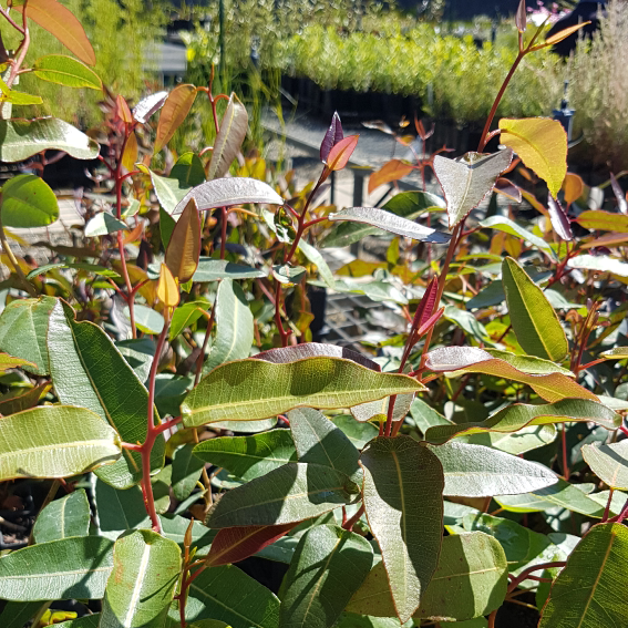 Native Plants WA (F - Men of The Trees Rockingham) | park | Inside Rockingham Golf Course, Elanora Drive, Rockingham WA 6168, Australia | 0895273142 OR +61 8 9527 3142