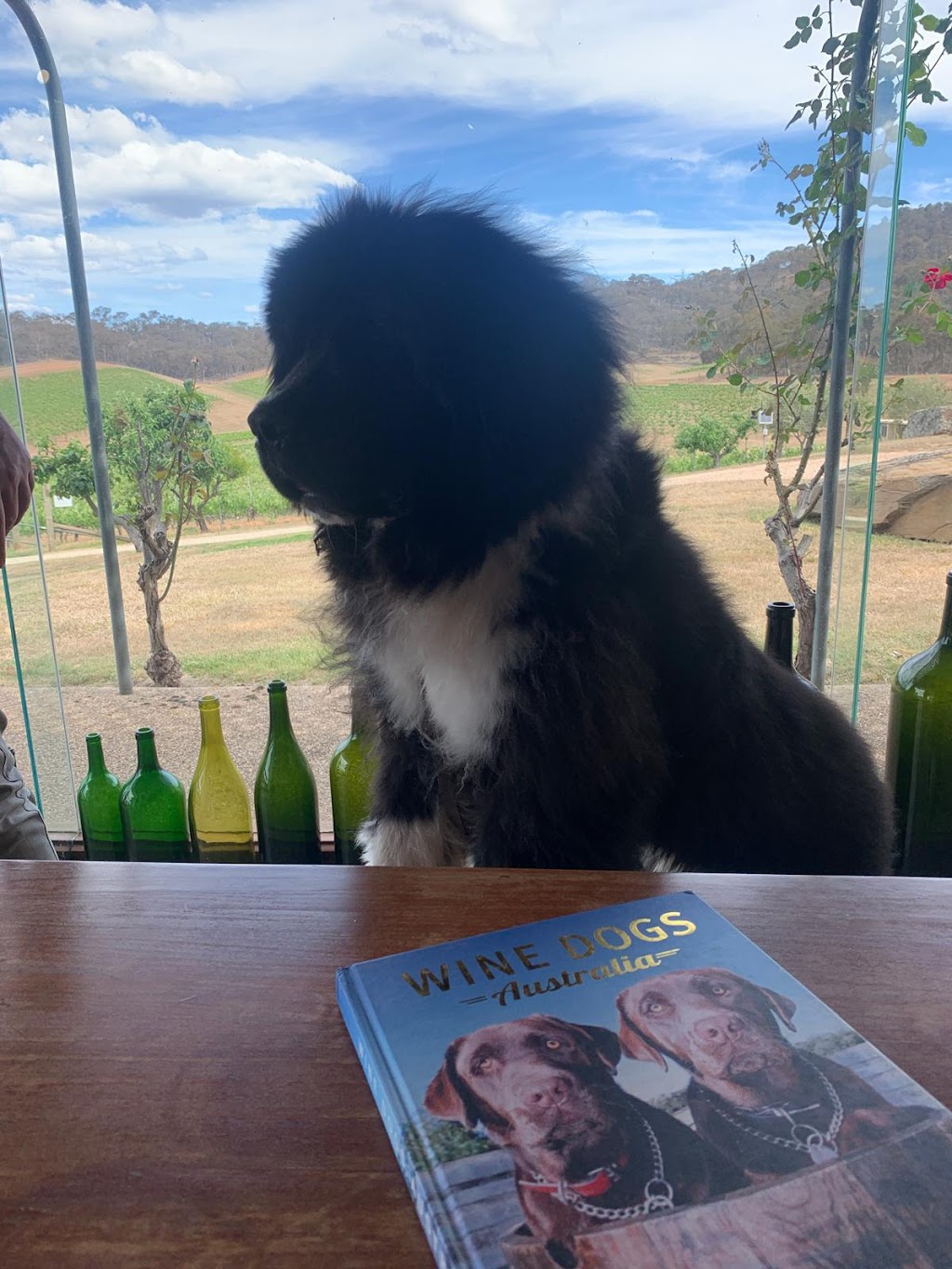 Womburra Vineyard | Redbank-Barkly Rd, Redbank VIC 3477, Australia | Phone: 0423 053 953