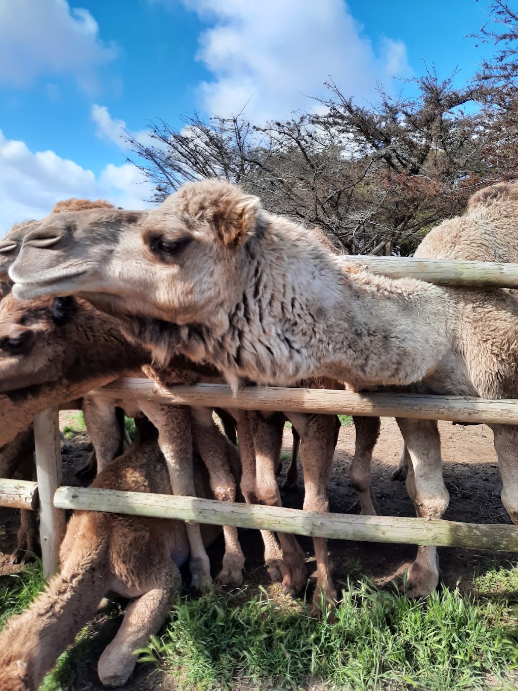 Humpalicious Camel Farm Robe | Roys La, Mount Benson SA 5275, Australia | Phone: 0423 893 541