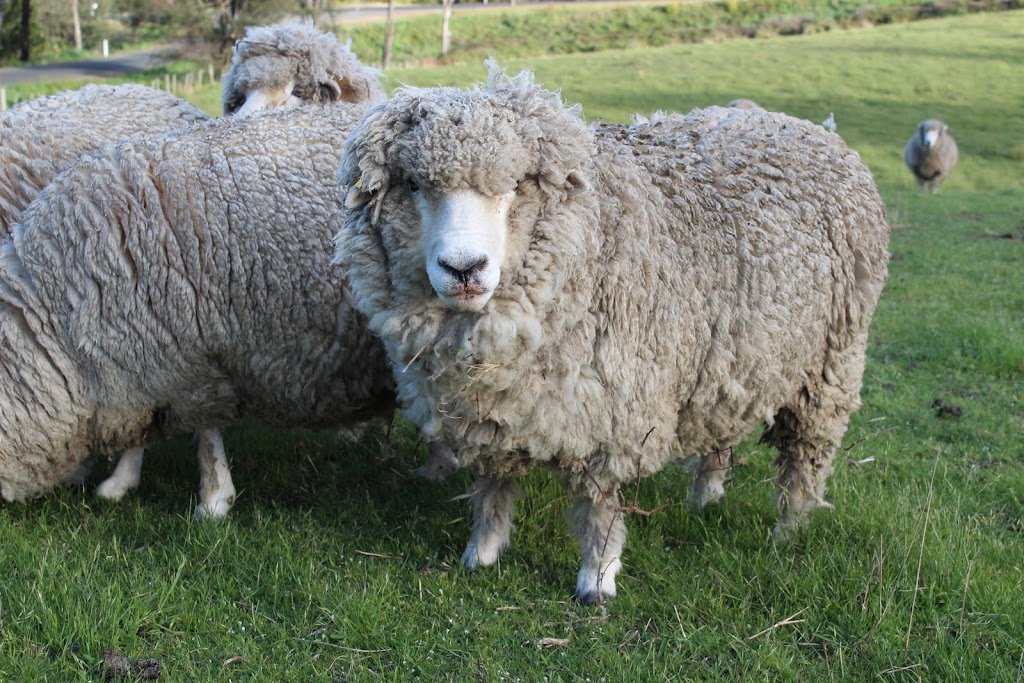 Tamar Valley Pastured Eggs |  | 16 Lamont Rd, Glengarry TAS 7572, Australia | 0412499474 OR +61 412 499 474