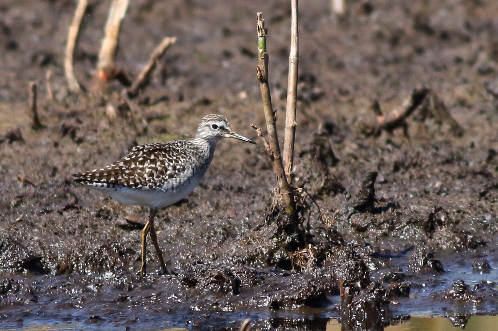 Edithvale Wetlands Bird Hide | 117 Edithvale Rd, Edithvale VIC 3196, Australia