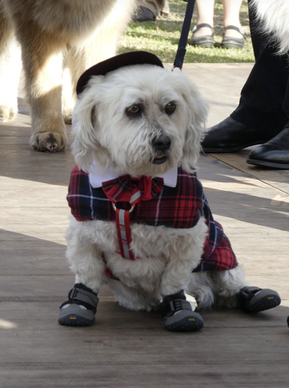 Aberdeen Highland Games | RVQM+7M, Aberdeen NSW 2336, Australia | Phone: (02) 6543 7770