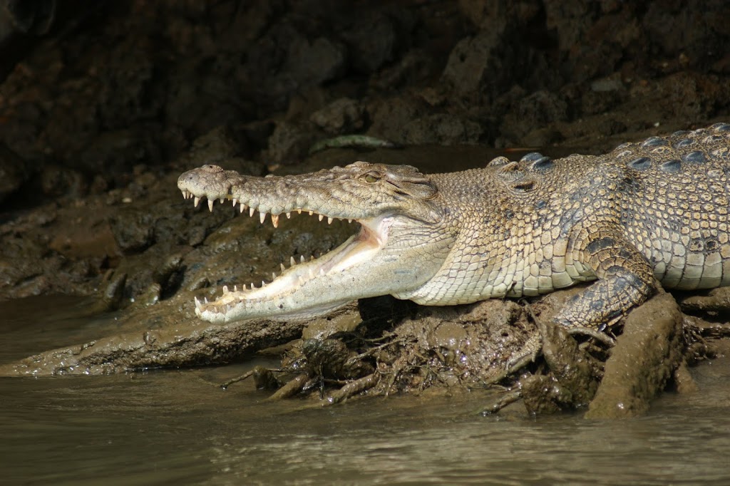 Crocodile Express Daintree River Cruises | travel agency | 5 Stewart St, Daintree QLD 4873, Australia | 0740986120 OR +61 7 4098 6120