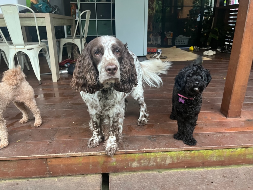 North Straddie Pet Sitting | 37 Finnegan St, Dunwich QLD 4183, Australia | Phone: 0409 418 378