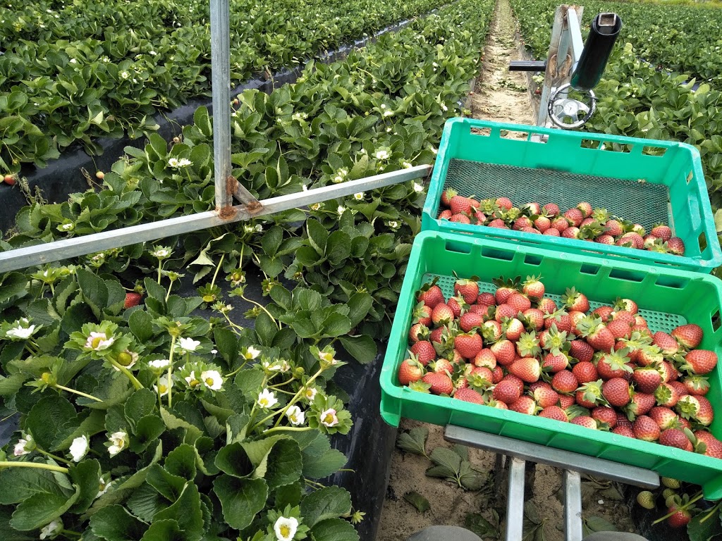 Apple Strawberries | 95a Bartholomew Rd, Elimbah QLD 4516, Australia | Phone: 0457 866 382