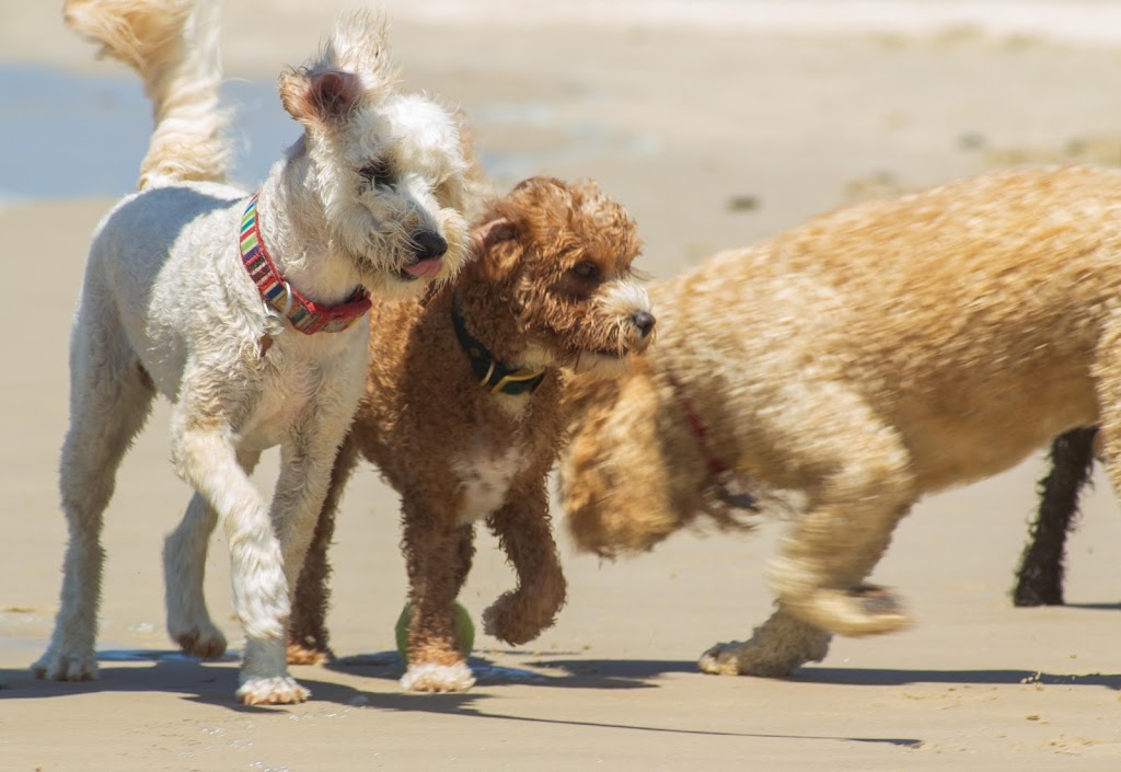 Woof and Whiskers Pet Sitting | Main Beach, Byron Bay NSW 2481, Australia | Phone: 0413 515 562