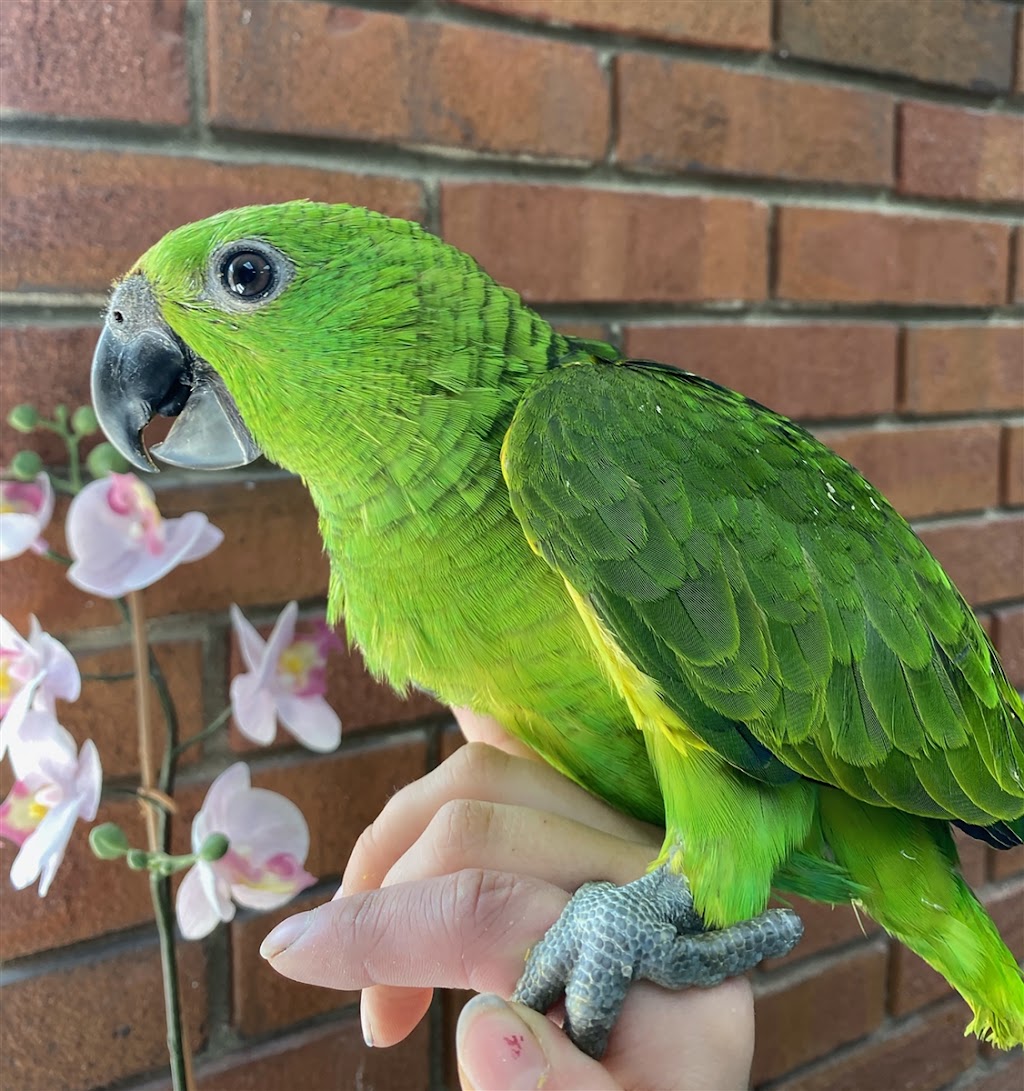 Shellyparrots | 1a Antwerp Ave, Edmondson Park NSW 2174, Australia | Phone: 0433 215 456