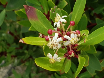 Bronzewing Farm - Tasmanian Mountain Pepper | Bronzewing Farm, 357 Underwood Rd, Underwood TAS 7268, Australia | Phone: 0417 469 534