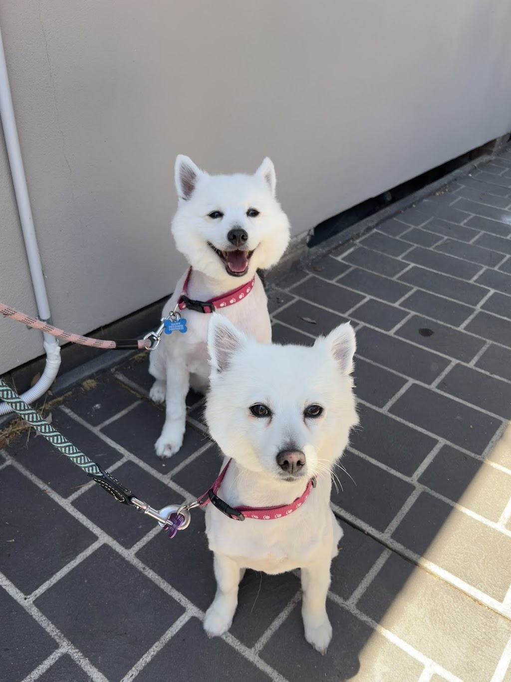 Fur Sure Grooming | 42A Selems Parade, Revesby NSW 2212, Australia | Phone: 0433 882 633