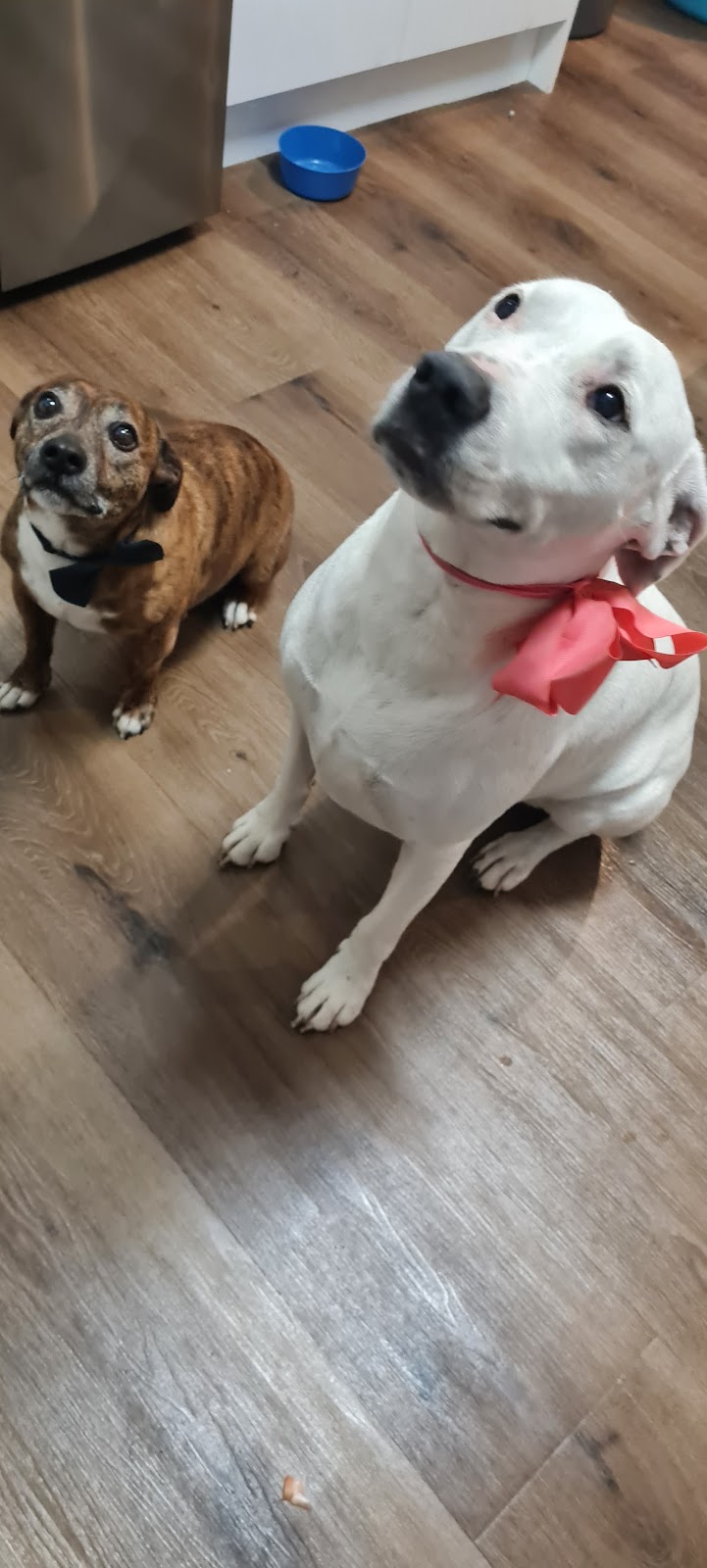Pooch and Pup Mobile Dog Grooming | 161 Kilaben Rd, Kilaben Bay NSW 2283, Australia | Phone: 0412 763 579