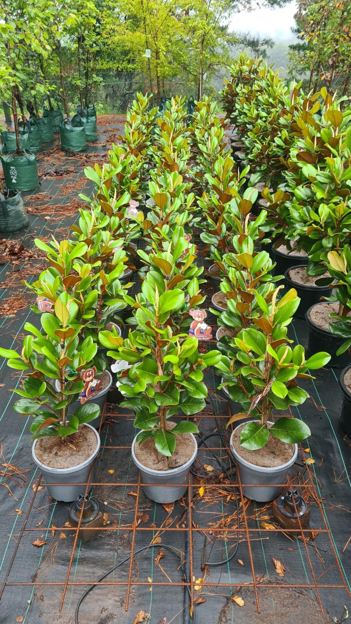 Online Tree Farm | 11 Fitzroy St, Wilton NSW 2571, Australia | Phone: 0410 791 288