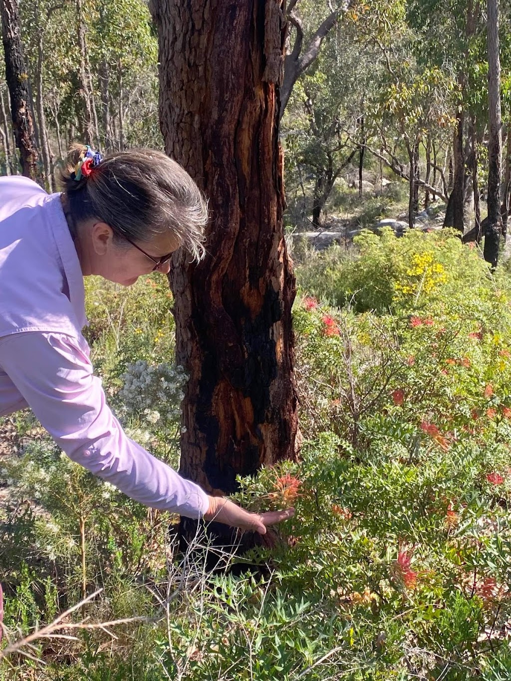 Collie Tours WA /Forest Explorers | Forrest St, Collie WA 6225, Australia | Phone: 0427 981 187