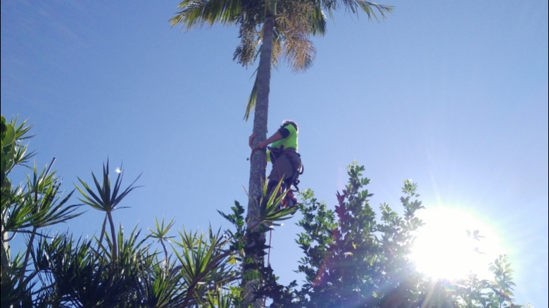 Alpha tree service |  | 10 Blue Luben Cl, Korora NSW 2450, Australia | 0467168194 OR +61 467 168 194