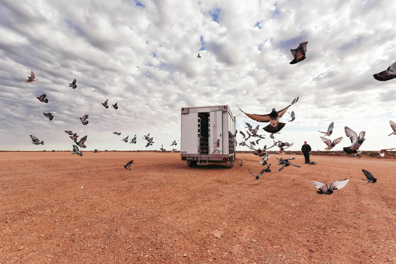 South Australian Homing Pigeon Association | 10 Baulderstone Rd, Gepps Cross SA 5094, Australia | Phone: 0409 802 944