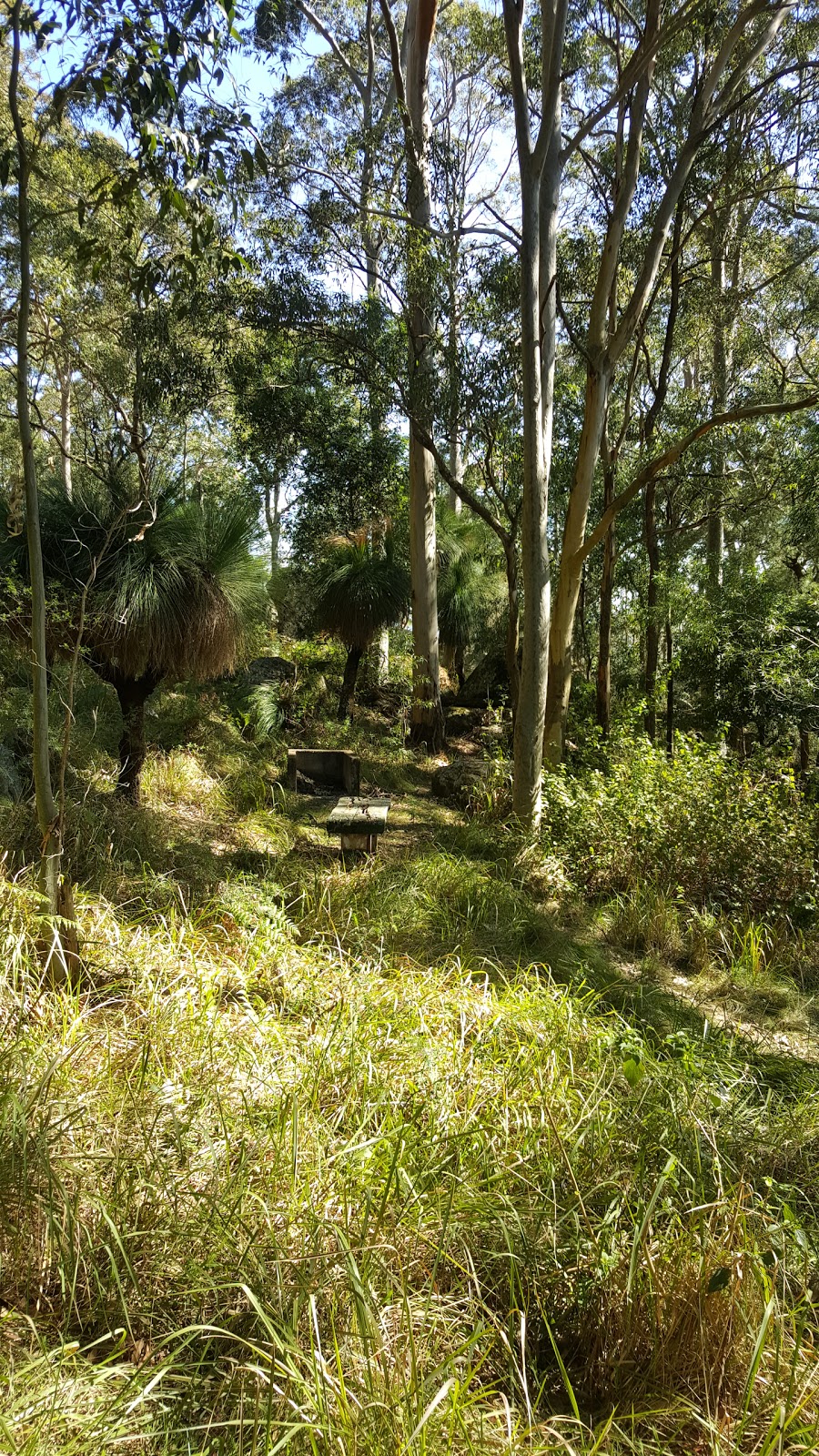 Heaton State Forest | park | Mount Vincent NSW 2323, Australia | 1300655687 OR +61 1300 655 687