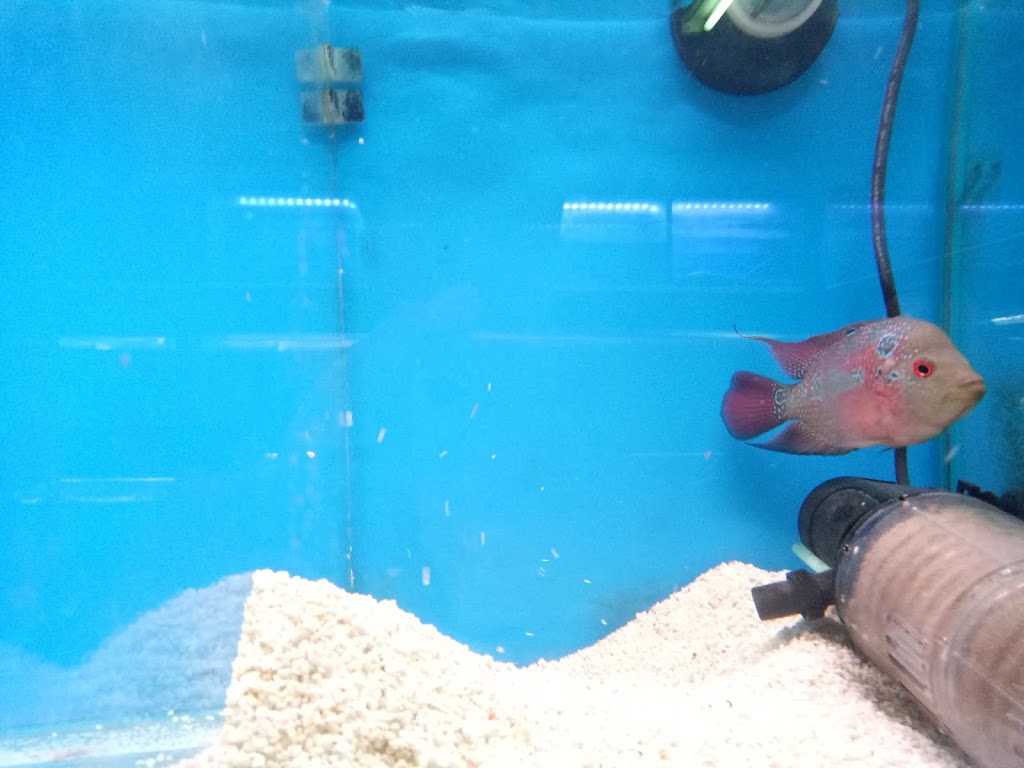 Red Dragon Aquarium | pet store | 66 Ashridge Rd, Darra QLD 4076, Australia | 0408110364 OR +61 408 110 364