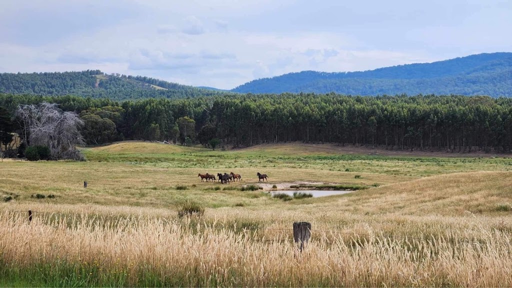 Victorian Brumby Association | Raglan-Elmhurst Rd, Glenlogie VIC 3469, Australia | Phone: 0417 504 412