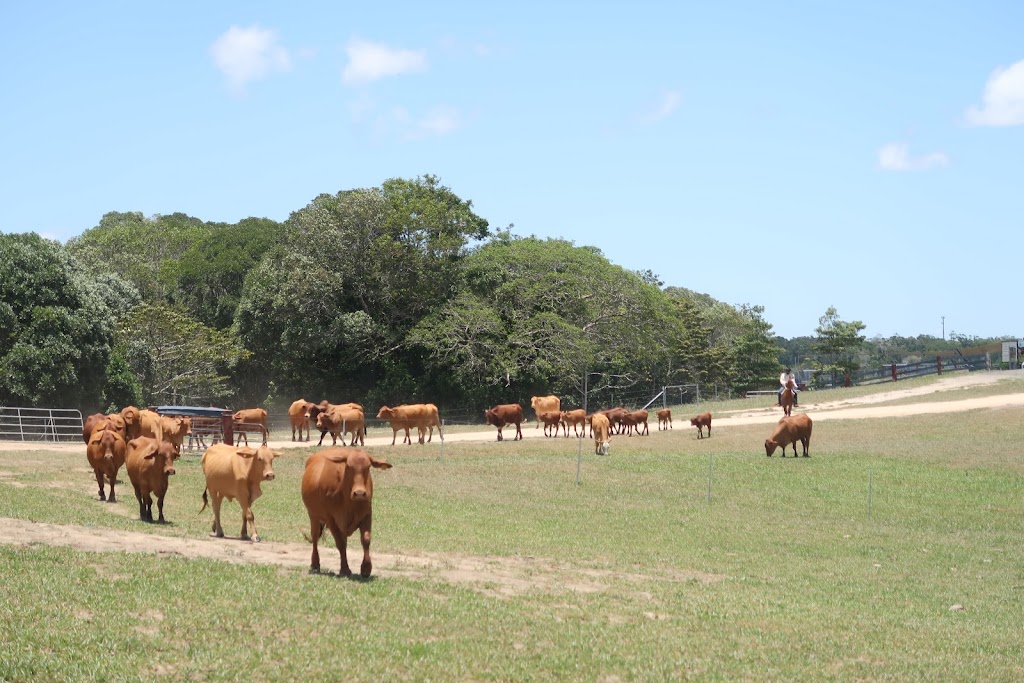 KUR-Cow Barnwell | Barnwell Rd, Kuranda QLD 4881, Australia | Phone: (07) 4230 0580