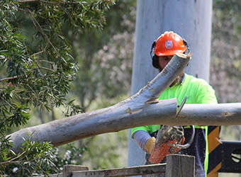Hayden Tree Service | 11 Grn Hl Rd, Cooranbong NSW 2265, Australia | Phone: 0405 100 275