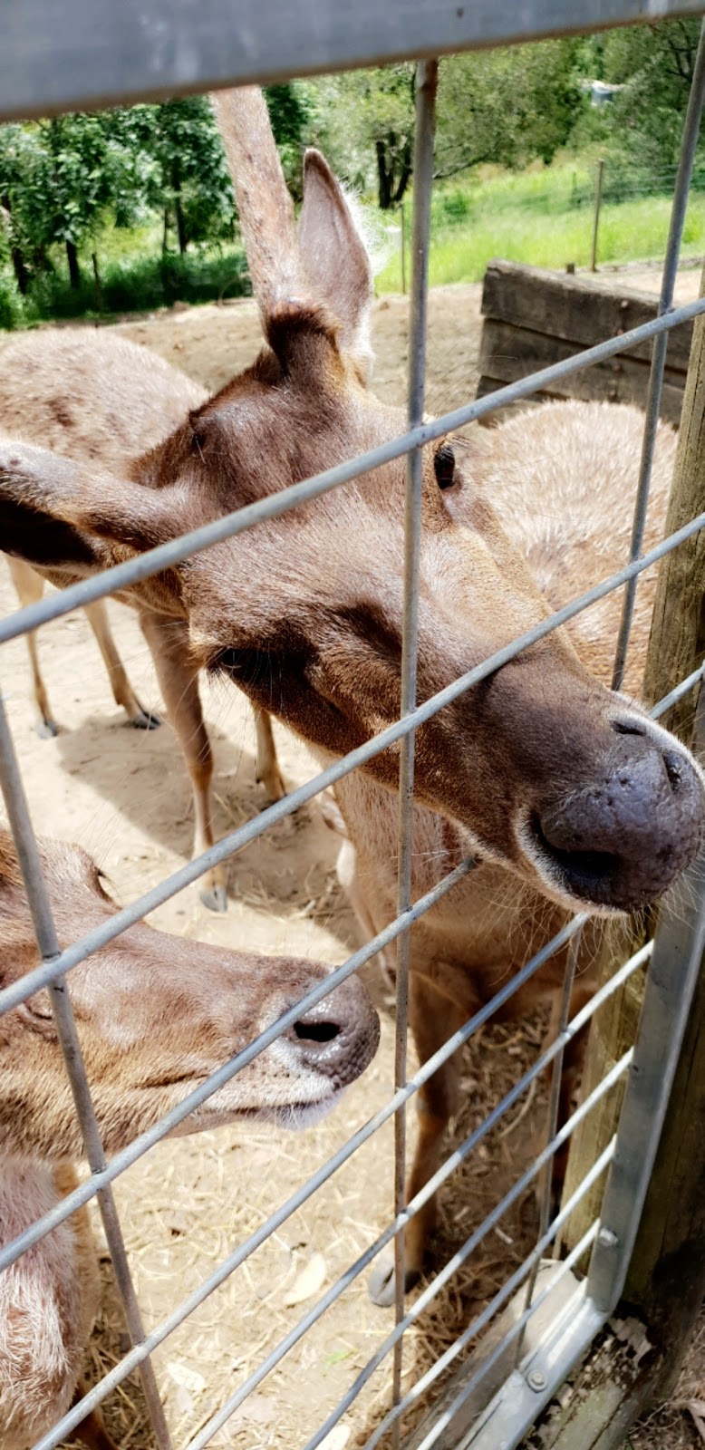 Lyell Deer Sanctuary | zoo | 6 Lyell Ct, Mount Samson QLD 4520, Australia | 0411485156 OR +61 411 485 156
