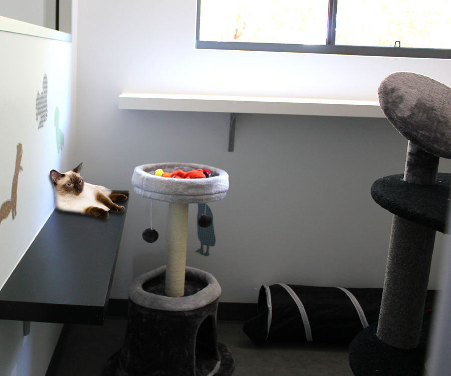 Top Cat Boarding | veterinary care | 25 Richardson Rd, Willyaroo SA 5255, Australia | 0885362539 OR +61 8 8536 2539