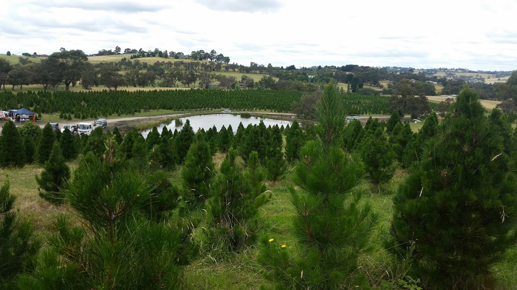 Ports Christmas Tree Farm | 186 Belgrave-Hallam Rd, Belgrave South VIC 3160, Australia | Phone: 0422 263 198