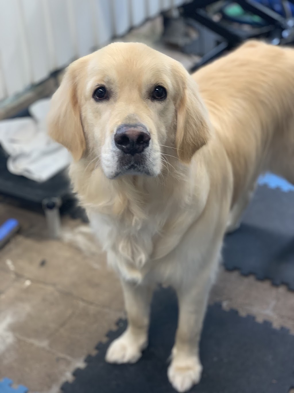 Debs Dog Parlour | 36 McArthur Dr, Falls Creek NSW 2540, Australia | Phone: 0414 683 751