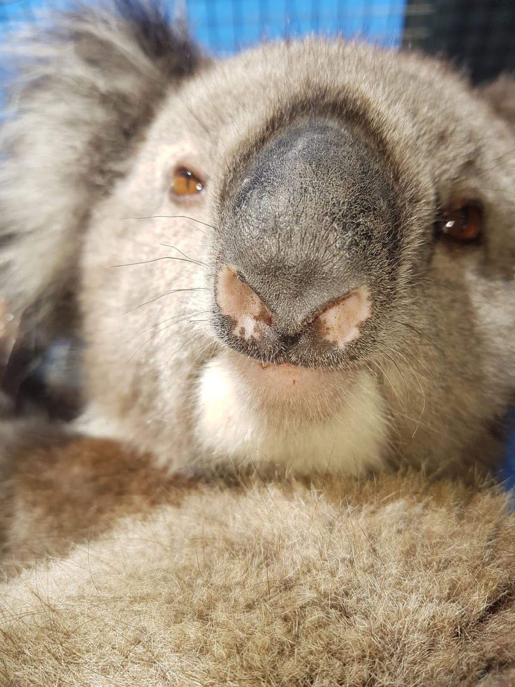 Southern Koala Rescue | 102 Kimbley Rd, Onkaparinga Hills SA 5163, Australia | Phone: 0435 056 252