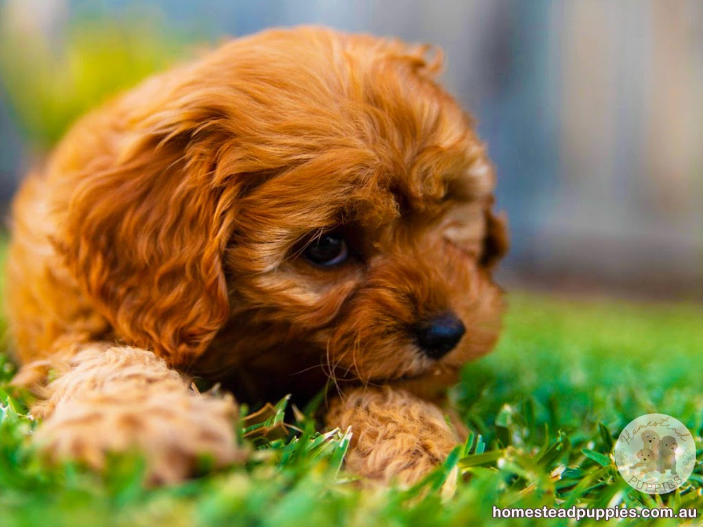 Homestead Puppies - Dog Breeder Cavoodle Moodle |  | Greens Rd, Melton South VIC 3338, Australia | 0413812603 OR +61 413 812 603