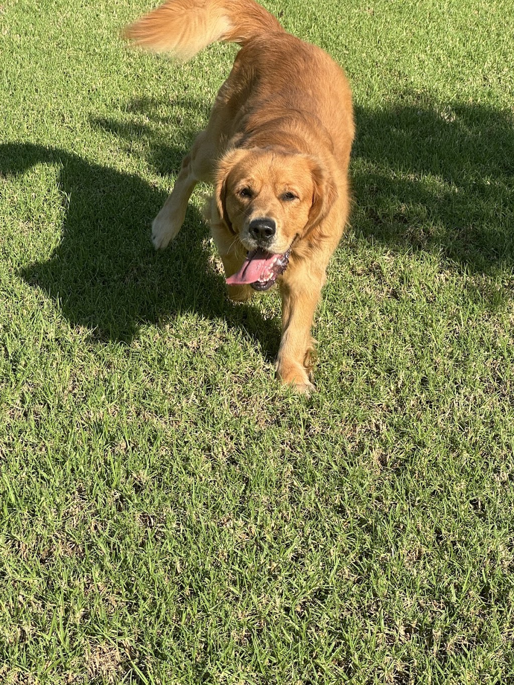 Blue Paws Resort | 172 Church St, Cranebrook NSW 2749, Australia | Phone: 0432 696 017