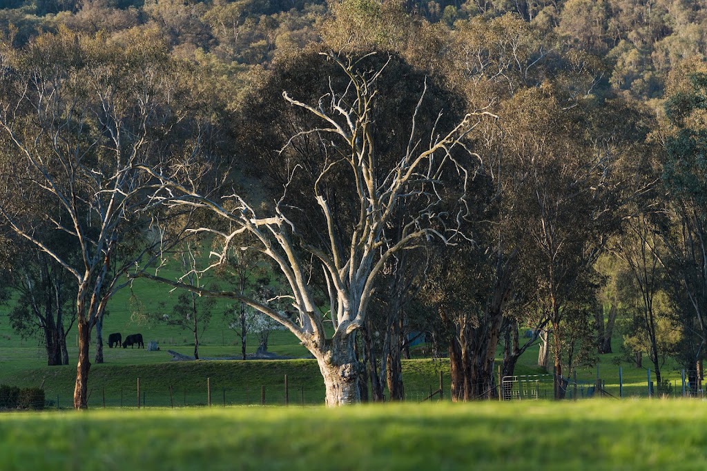 Macarthur Grove Estate | 586 Urana Rd, Lavington NSW 2641, Australia | Phone: 0488 044 046