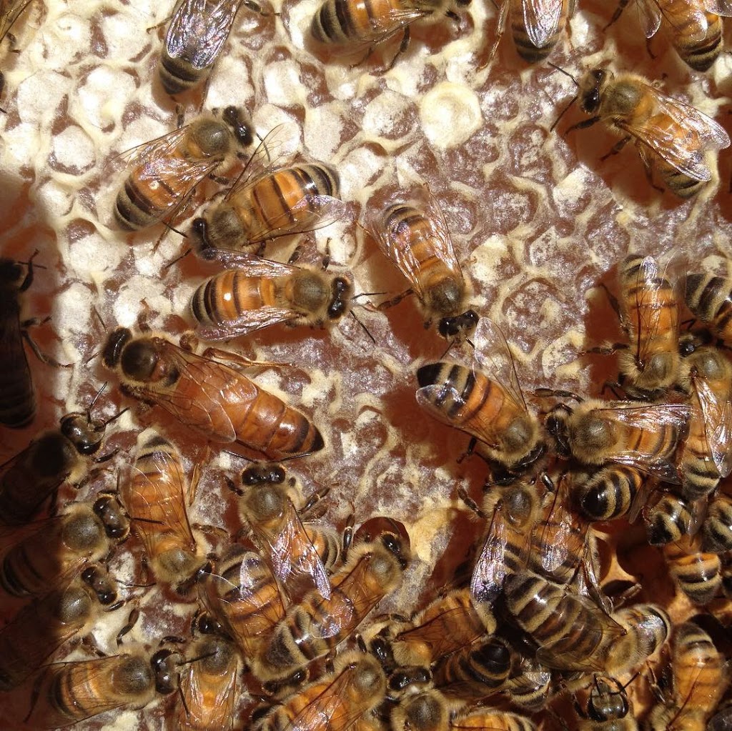 Let it Beekeeping | 4 Baroonba St, Whitebridge NSW 2290, Australia | Phone: 0425 475 440