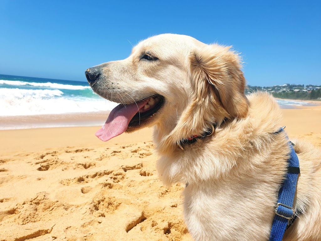 K9 Walkers | 19+ years in business, Ourimbah NSW 2258, Australia | Phone: 0418 224 692