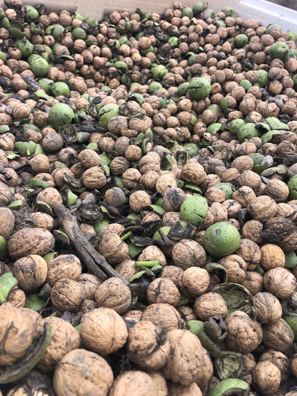 Rainbow Creek Nuts | 72 Weir Rd, Cowwarr VIC 3857, Australia | Phone: 0458 220 122