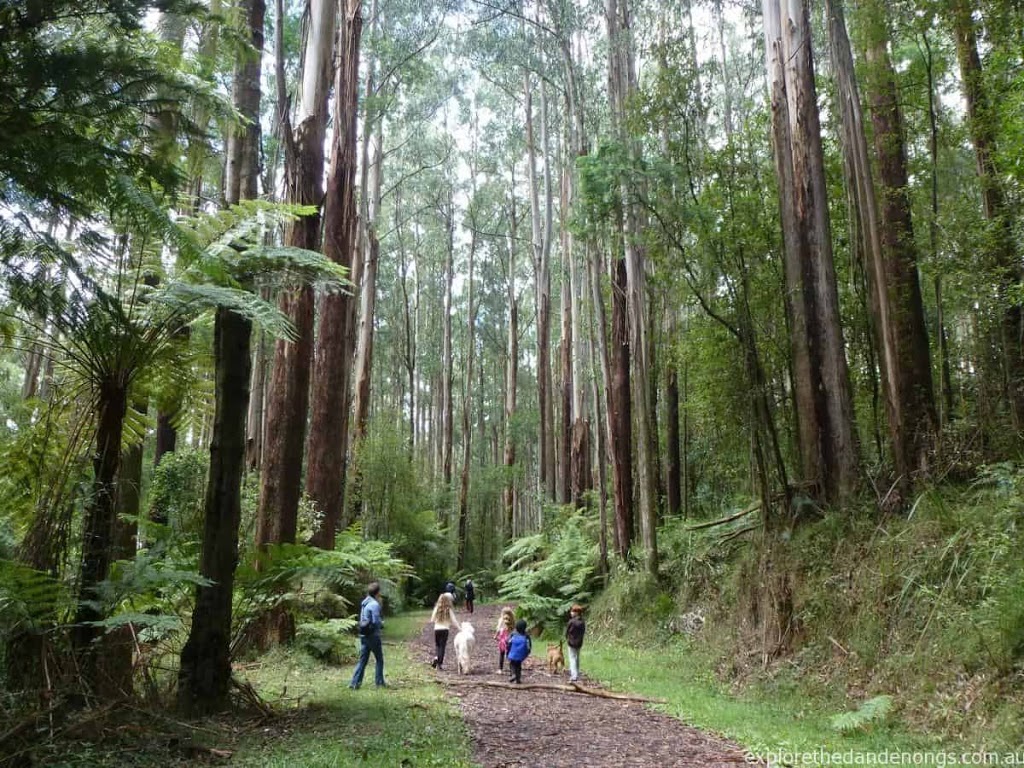 Mathias Walking Track | park | Mathias Rd, Olinda VIC 3788, Australia