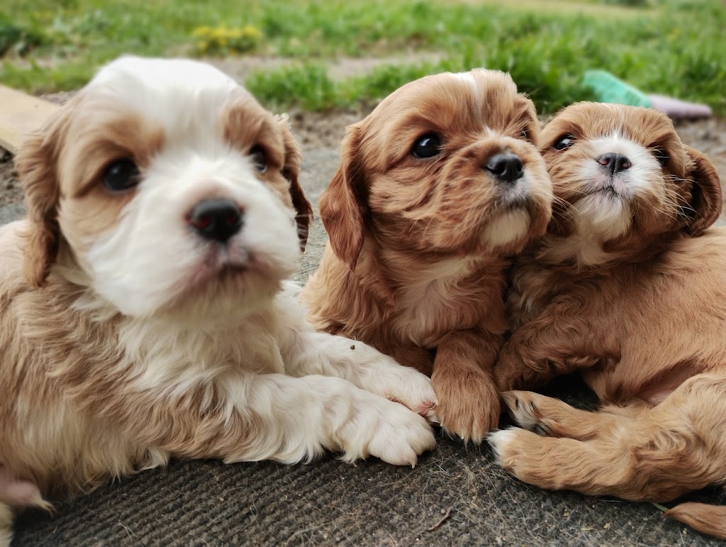 Prestige Stud Dog Services - Cavalier & Poodle Studs | Diggers Rest-Coimadai Rd, Toolern Vale VIC 3337, Australia | Phone: 0421 897 855