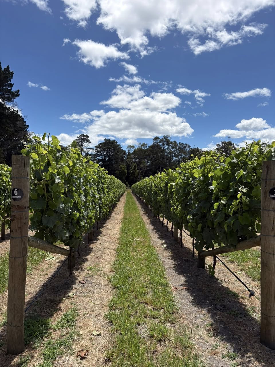 Middle Arm Vineyard | 104 Greens Beach Rd, Beaconsfield TAS 7270, Australia | Phone: 0487 858 430
