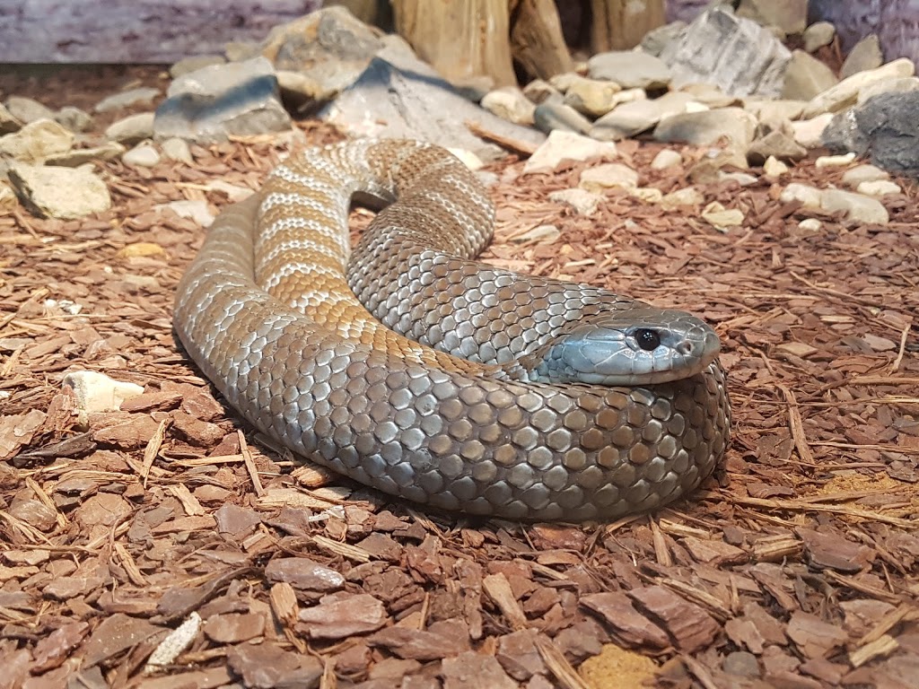 Canberra Reptile Zoo | zoo | OHanlon Pl, Nicholls ACT 2913, Australia | 0262538533 OR +61 2 6253 8533