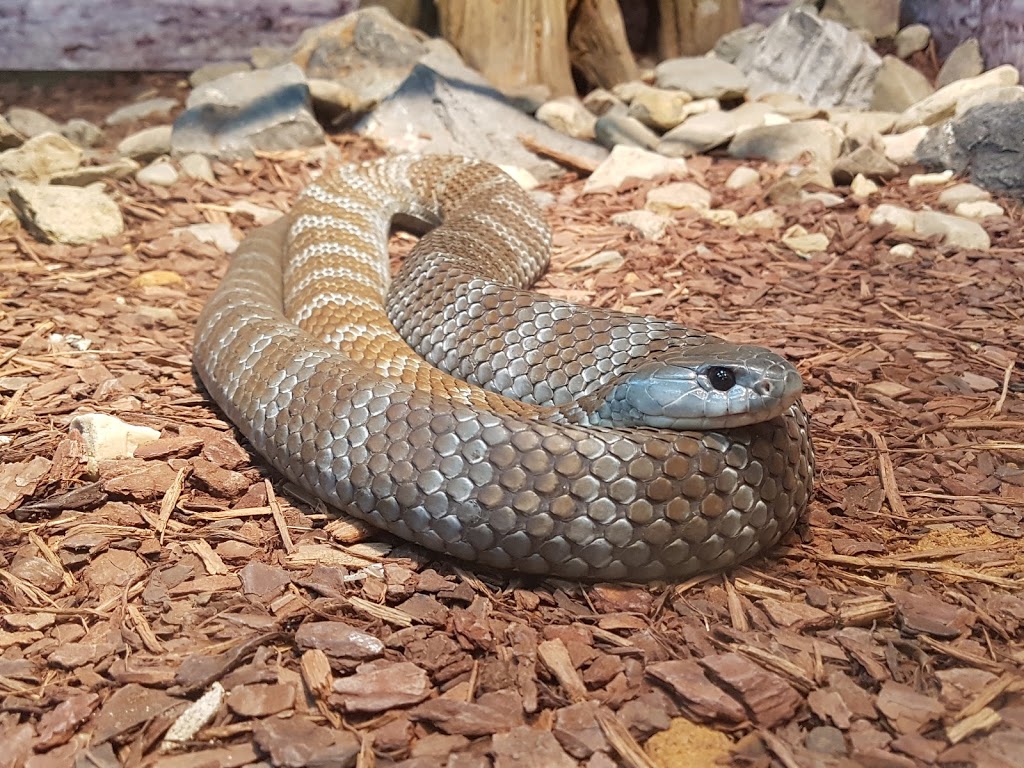 Canberra Reptile Zoo | OHanlon Pl, Nicholls ACT 2913, Australia | Phone: (02) 6253 8533