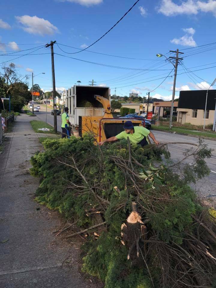 Mtr tree lopping and garden care | 10 Frederick Ave, Granville NSW 2142, Australia | Phone: 0406 777 818