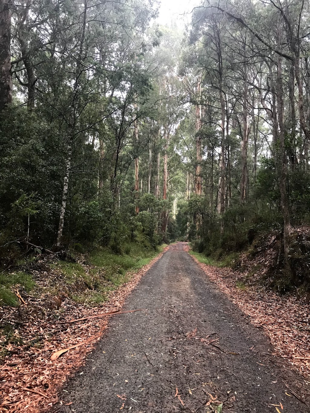 Reids Camping Ground | Eildon VIC 3713, Australia