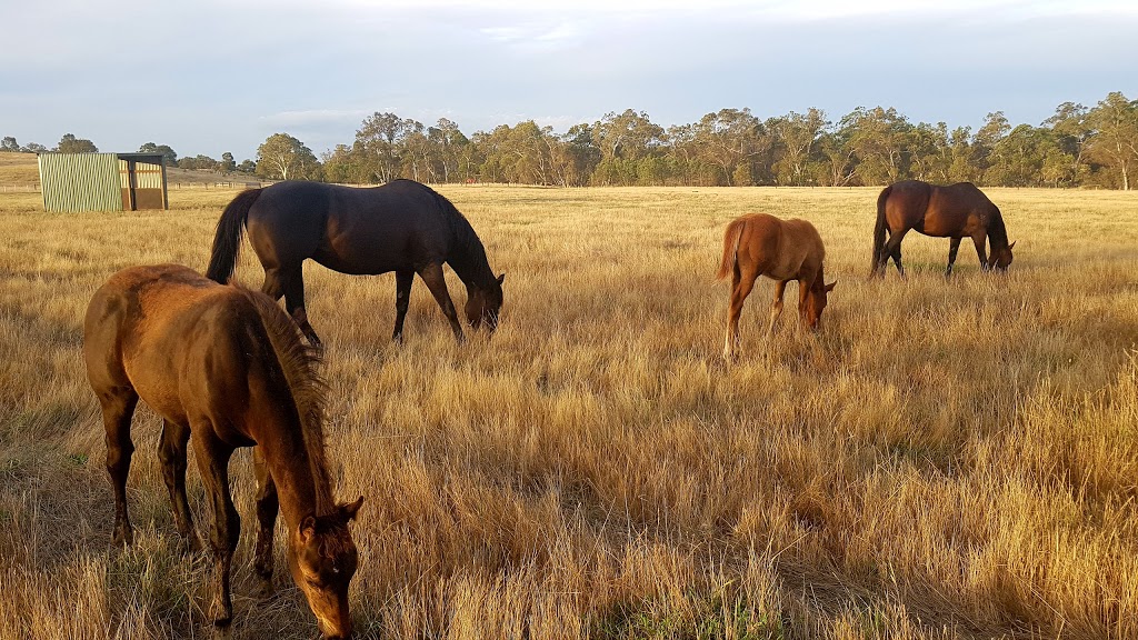 Hilldene Farm | 65 Ford Rd, Hilldene VIC 3660, Australia | Phone: 0499 088 180